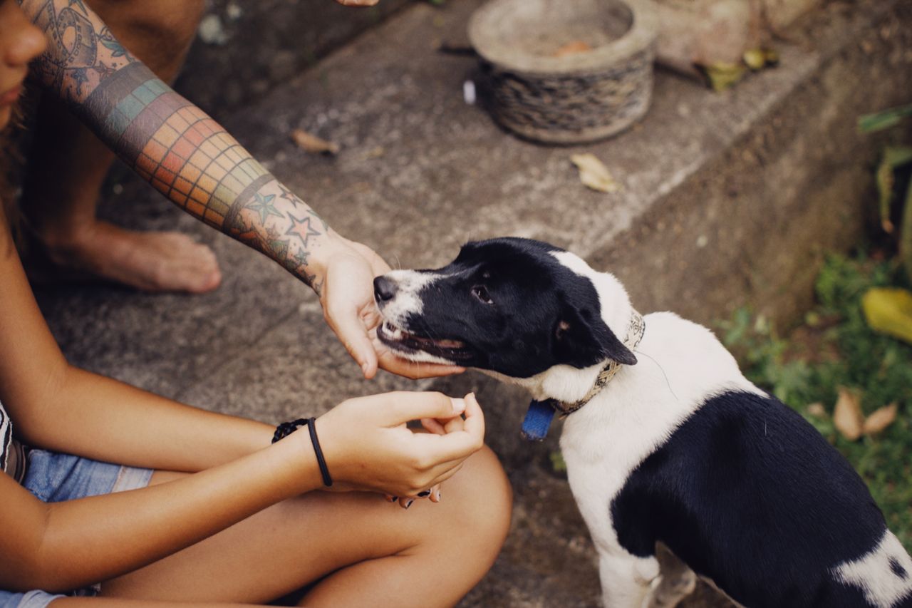 A friendly interaction between a tattooed person and a playful dog outdoors, showcasing connection and warmth.