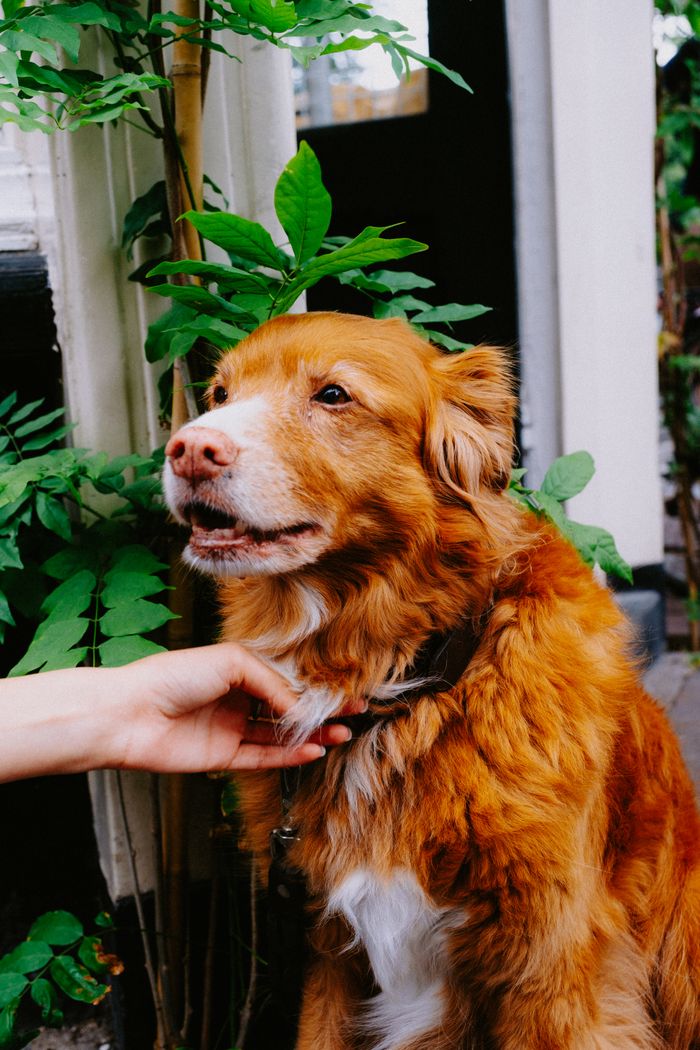 contact-img A golden retriever being gently petted outside by vibrant greenery.