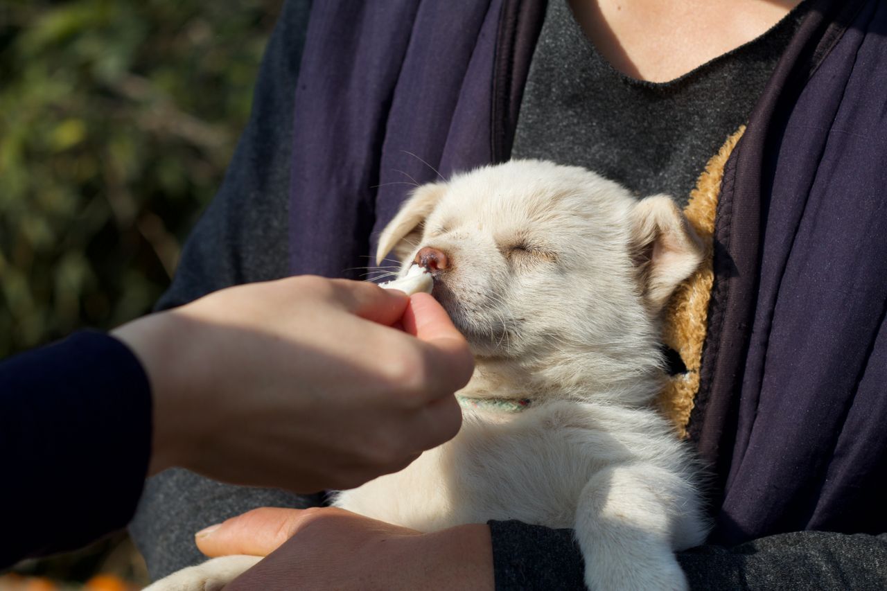 Crafting Captivating Headlines: Your awesome post title goes here A cute puppy being hand-fed while cradled outdoors in Suzhou, China.