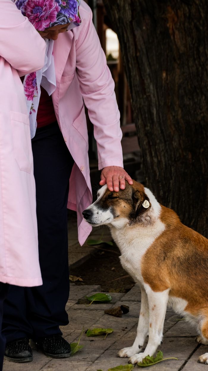 A person in a pink coat lovingly pets a calm stray dog outdoors on a sidewalk.