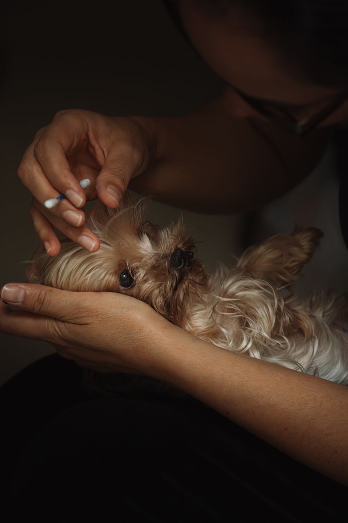A woman gently cleans her small dog's eye, showcasing tender care and love for pets.