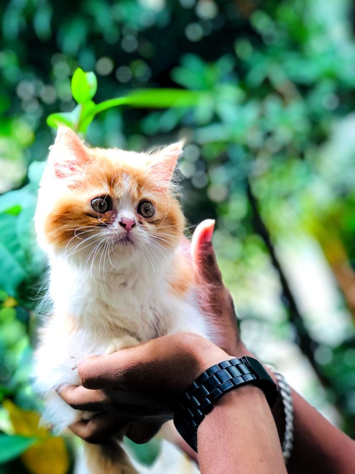 Charming Persian cat held outdoors, showcasing its fluffy fur and expressive eyes.